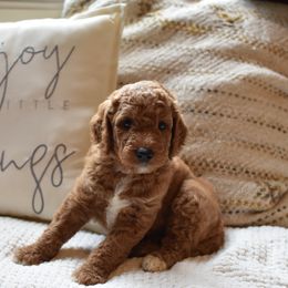 Goldendoodle Puppies from Edge Farm Goldendoodles