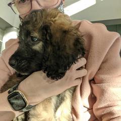 Saint Berdoodle Puppies from Brewer's Doodles