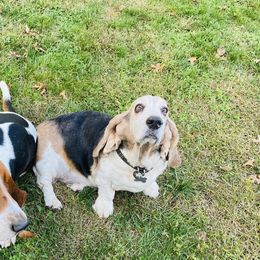 Basset Hounds from Midnight Hound