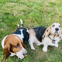 Basset Hounds from Midnight Hound