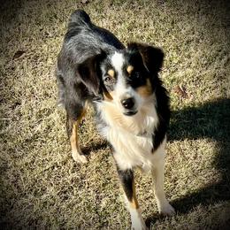 Roxie - Toy Australian Shepherd