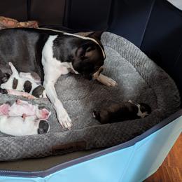 Boston Terriers from Boston Jelly Beans