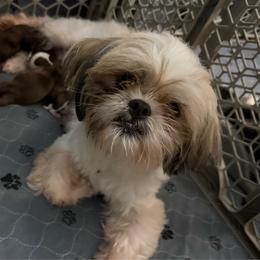 Phoebe - Shih Tzu