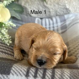 Boy 1 - Ruby male Cavalier King Charles Spaniel puppy in Greensburg, Kentucky from Kentucky Cavalier King Charles Spaniels