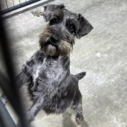 Jackie - Miniature Schnauzer