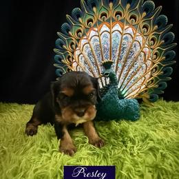 Presley - Black and tan female Cavalier King Charles Spaniel puppy in Broken Arrow, Oklahoma from Cavalier King Charles Heartland