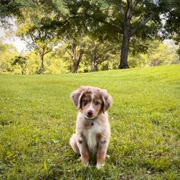 Atlas (With Natural Tail) - Red merle male Miniature Australian Shepherd puppy in Liberty, South Carolina from Alexander Canines