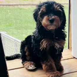 Gucci (Traditional) - Black and gold male Yorkipoo puppy in Duncan, South Carolina from Sonshine Yorkies