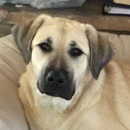 Ruby - Anatolian Shepherd Dog