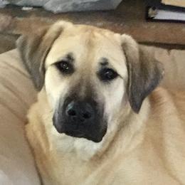 Ruby - Anatolian Shepherd Dog