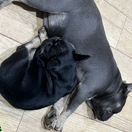 French Bulldog and Rottweiler Puppies from MBArotties_frenchies