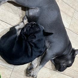 French Bulldog and Rottweiler Puppies from MBArotties_frenchies
