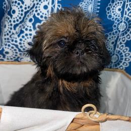 Chase - Red male Shih Tzu puppy in Russellville, Kentucky from The Patriot Tzu
