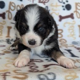 Eagle - Black tri-color male Australian Shepherd puppy in Squaw Valley, California from A&M Australian Shepherds