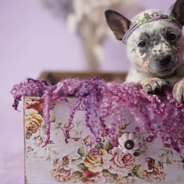 Australian Cattle Dog and Collie Puppies from Blackberry Hills
