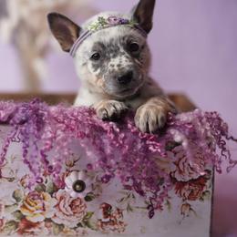 Australian Cattle Dog and Collie Puppies from Blackberry Hills