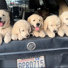 Golden Retriever Puppies from Sons of Mullen Farm