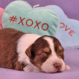 Australian Shepherd Puppies from Dovehawk Australian Shepherds