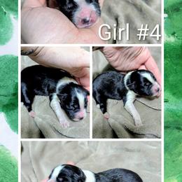 Australian Shepherd and Great Dane Puppies from AEW Farm