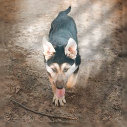 German Shepherd puppies from von Kimrick Kennels