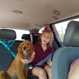 Golden Retriever Puppies from Gingersnap Golden Retrievers