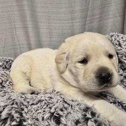 Yellow Female 1 - Yellow female Labrador Retriever puppy in Conway, Missouri from Patton's Triple Pine Farm