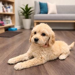 Joy - Cream female Goldendoodle puppy in Houston, Texas from Were The Mack'Doodles