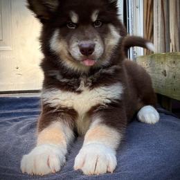 Neagley - Red and white female Alaskan Malamute puppy in Michigan from Warrior’s Legacy Alaskan Malamutes