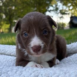 Sissy - Chocolate female Border Collie puppy in Chattanooga, Tennessee from Ross Vegas Kennels