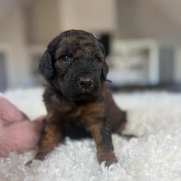 Purple Collar - Black and tan female Irish Doodle puppy in Indiahoma, Oklahoma from Farm Fresh Doodles