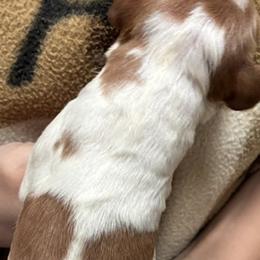 Izzy boy 4 - Orange and white male Brittany puppy in Floyd Knobs, Indiana from Cross Creek Brittanys
