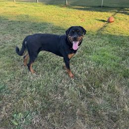 Merry - Pink Girl - Black and mahogany female Rottweiler puppy in Boring, Oregon from Von der Edel Rottweilers