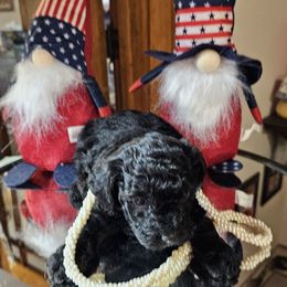 Victory - Black female Cockapoo puppy in Holden, Missouri from Rouffman Doodles