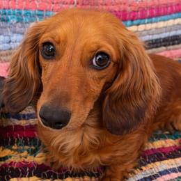 Oona - Dachshund
