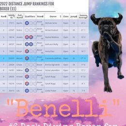 Benelli - Boxer