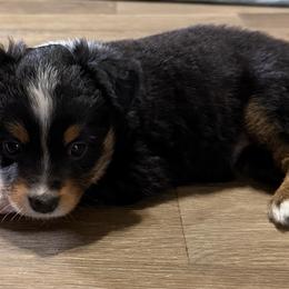 Amy - Black tri female Toy Australian Shepherd puppy in Bogata, Texas from Maple Creek Run