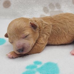 Sunny - Apricot female Poodle puppy in Kannapolis, North Carolina from Carolina Poodle Palace