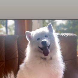 Samoyed All Grown Up from Stirling Silver Samoyeds