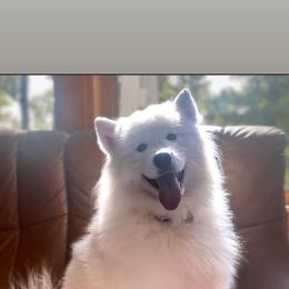 Samoyed All Grown Up from Stirling Silver Samoyeds