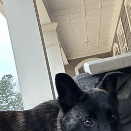 Dutch Shepherd and German Shepherd Puppies from ColesPoliceDogs