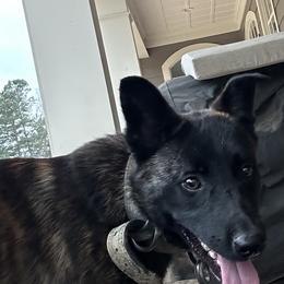 Dutch Shepherd and German Shepherd Puppies from ColesPoliceDogs