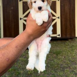 Apollo - Red male Bernedoodle puppy in Greenville, Texas from Doodles of Promise