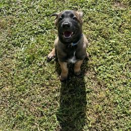 Belgian Malinois Puppies from Klaus K-9 Training LLC