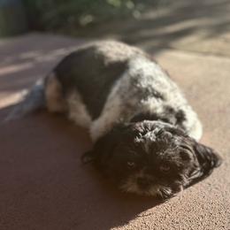 Heart - Black and white female Shih Tzu puppy in El Prado, New Mexico from Maison Petit Lion