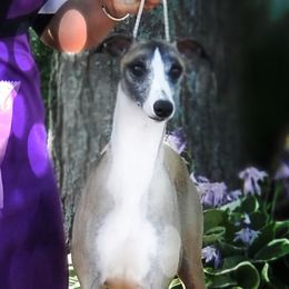 Tia - Whippet
