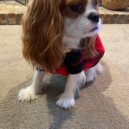 Cavalier King Charles Spaniel Puppies from Mapleview Cavalier King Charles Spaniels