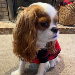 Cavalier King Charles Spaniel Puppies from Mapleview Cavalier King Charles Spaniels