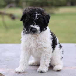 Cafe Girl - Black female Whoodle puppy in West Bend, Iowa from Blue Skies Terriers