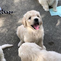 Goldendoodle Puppies from Southern Coast Goldendoodles