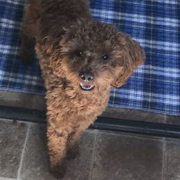 Dachshunds and Poodles from Hounds by Mishelle